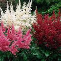 Astilbe (dog safe)