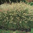 Fountain Grass