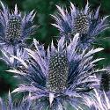 Blue Sea Holly