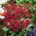 Crimson Coral Bells (pet safe)