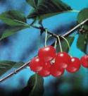 Small (under 20 ft full grown) Cherry Tree ok TX