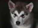 Dog "Malamute"