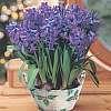 Hyacinth Blue