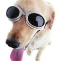 Doggles (ILS Medium Black)