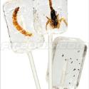 Insectilix Lolly (Antilix)